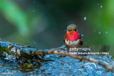 Hummingbirds On Branches Photos and Premium High Res Pictures - Getty ...