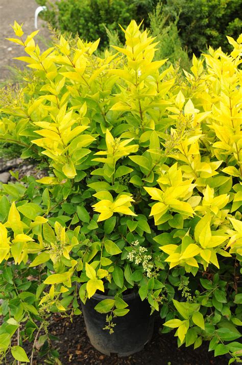 Privet Golden Vicary For Sale In Boulder Colorado