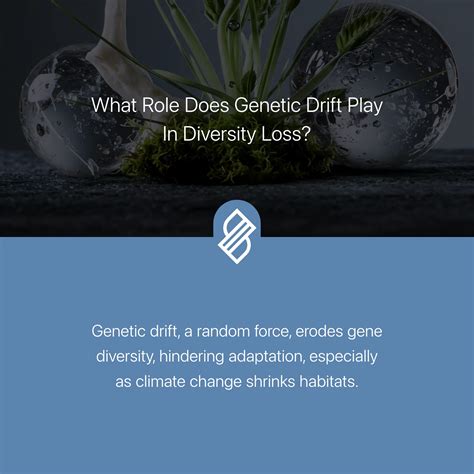 What Role Does Genetic Drift Play in Diversity Loss? → Question