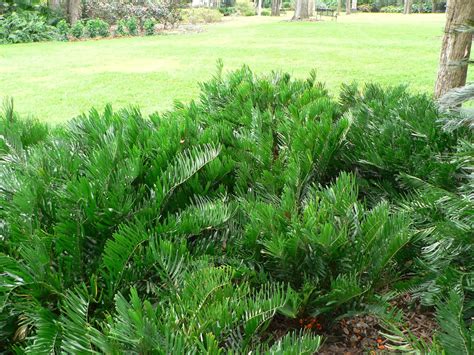 Florida Landscaping Shrubs | How To Grade Landscape