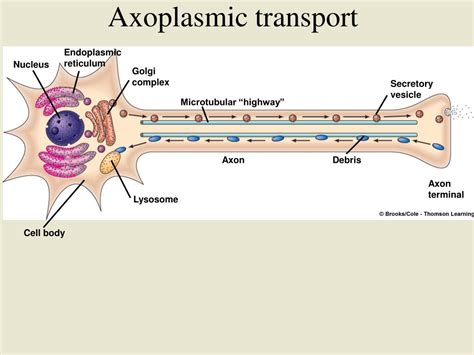 Ppt Cell Body Powerpoint Presentation Free Download Id976356