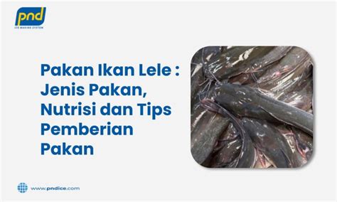 Pakan Ikan Lele : Jenis Pakan, Nutrisi dan Tips Pemberian Pakan