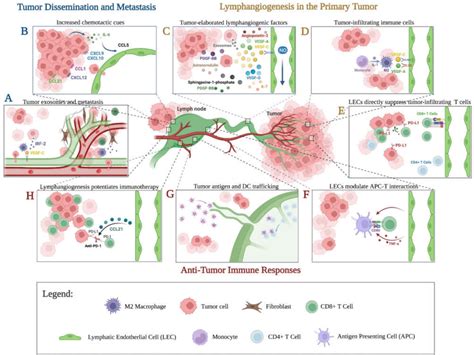 Figure 1 From Lymphatics In Tumor Progression And Immunomodulation