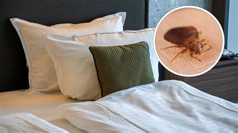 Ekel Alarm Im Hotelzimmer Flugbegleiterin Zeigt Wie Man Einen