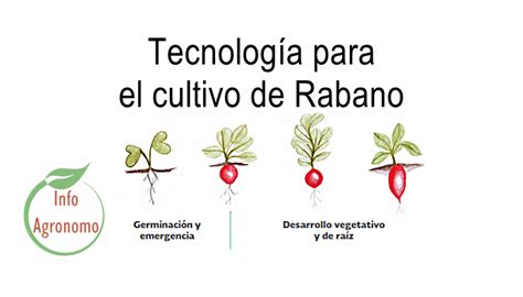 Tecnología para el cultivo de Rabano InfoAgronomo