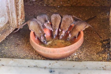 Leite Bebendo Dos Ratos Em Karni Mata Temple Ou Em Templo Dos Ratos