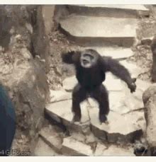 Monkey Throws Poop GIFs | Tenor