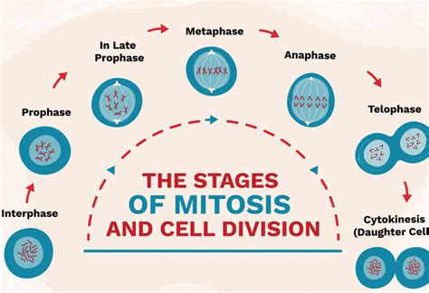 Tahapan Pembelahan Sel Secara Mitosis Jenis Net