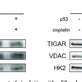 Combination Treatment Of Cisplatin With P53 Reduced The Localization Of