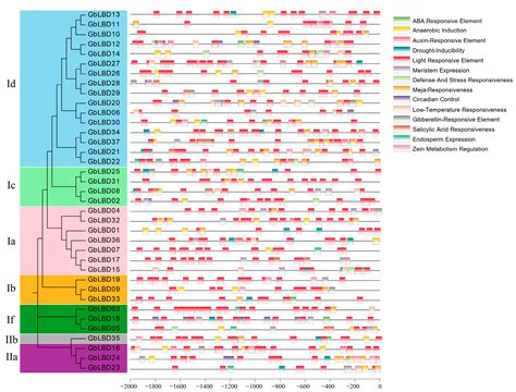 Ijms Free Full Text Genome Wide Identification Of The Ginkgo