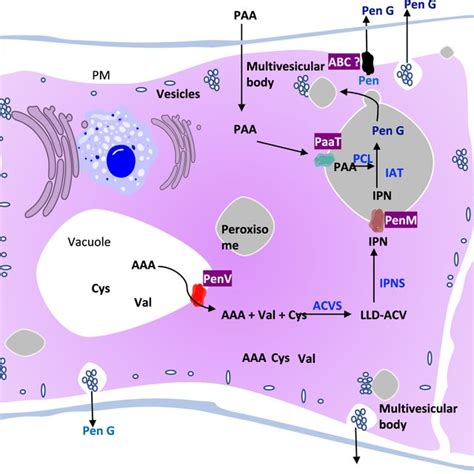 Biosynthesis Of Penicillin G Blue Box Cephalosporin C Yellowish