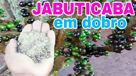 Fa A Seu P De Jabuticaba Produzir Em Dobro Youtube