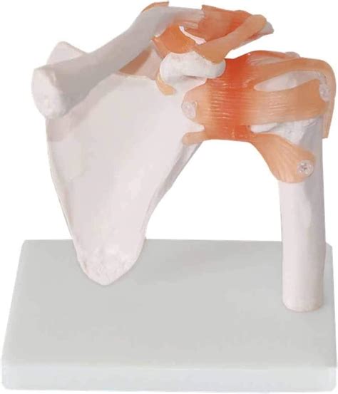 Amazon Brohn Anatomical Model Shoulder Joint Model Life Size