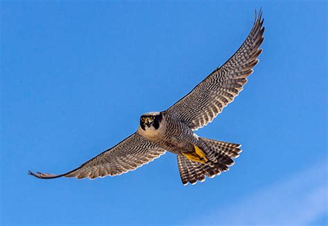 Empty nest: peregrine falcons quickly grow up | Mirage News