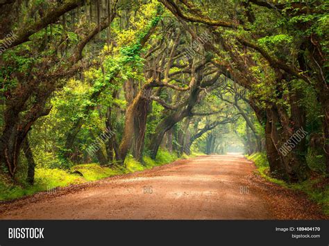 Tree Lined Dirt Road Image Photo Free Trial Bigstock