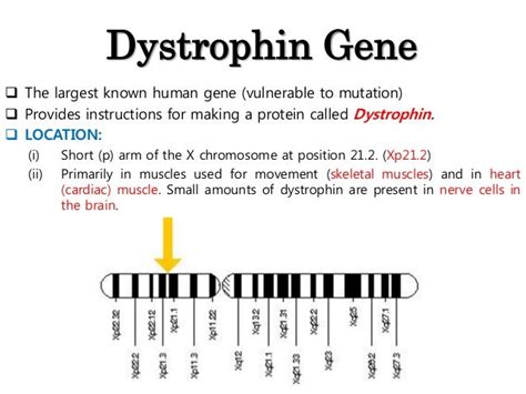 Pcr And Dystrophin Gene