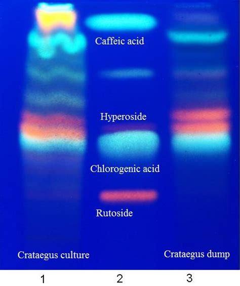 Polyphenols Tlc Chromatogram Download Scientific Diagram