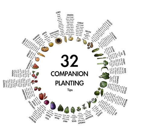 Companion Planting Chart Printable Pe