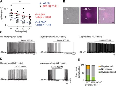 Primary Cilia Expressed In Lepr Neurons Are Necessary For Leptin