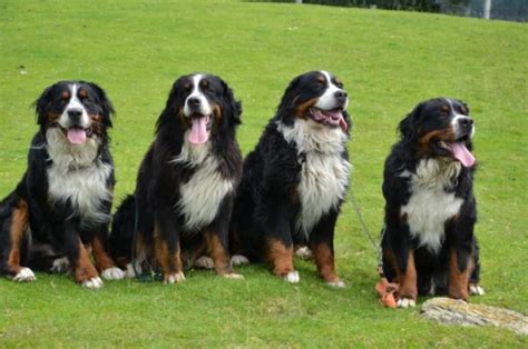 Bovaro Del Bernese Caratteristiche Temperamento Storia Altro