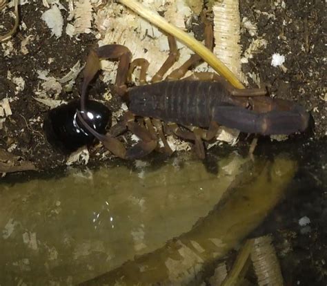 My first pet scorpion that i had and died last year and that was the ...