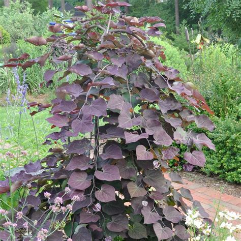 Cercis Canadensis Ruby Falls Weeping Redbud Trees