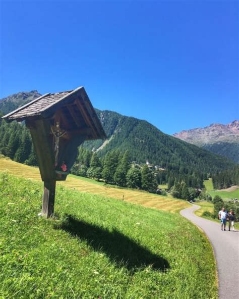 Larici Millenari In Val D Ultimo Le Conifere Pi Vecchie D Europa