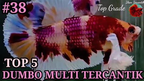 IKAN CUPANG DUMBO EAR MULTICOLOR BETTAFISH DUMBO EAR TOP GRADE IKAN