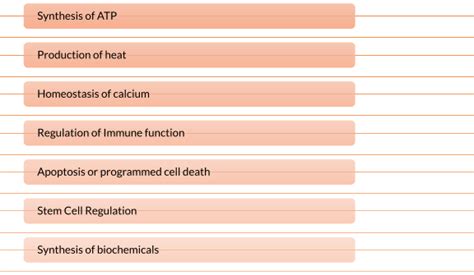 Mitochondrion Definition And Examples Biology Online Dictionary