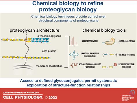 Excavating Proteoglycan Structure Function Relationships Modern