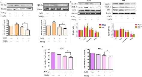 Figure 4 From Differential Susceptibility Of PC12 And BRL Cells And The