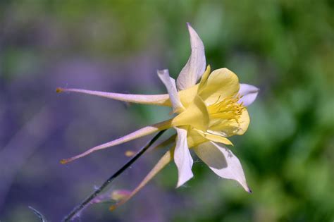 Flower Aquilegia Columbine - Free photo on Pixabay - Pixabay