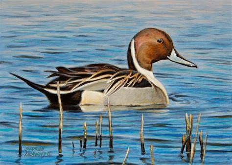 George Lockwood's Daily Paintings: Pintail Drake 5x7