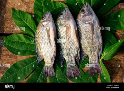 Nile Red Tilapia Oreochromis Niloticus Fotografías E Imágenes De Alta Resolución Alamy