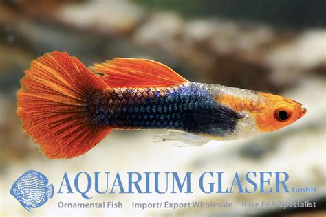 New Highly Selected Guppys Koi Red Tuxedo Red Nose And Full Black