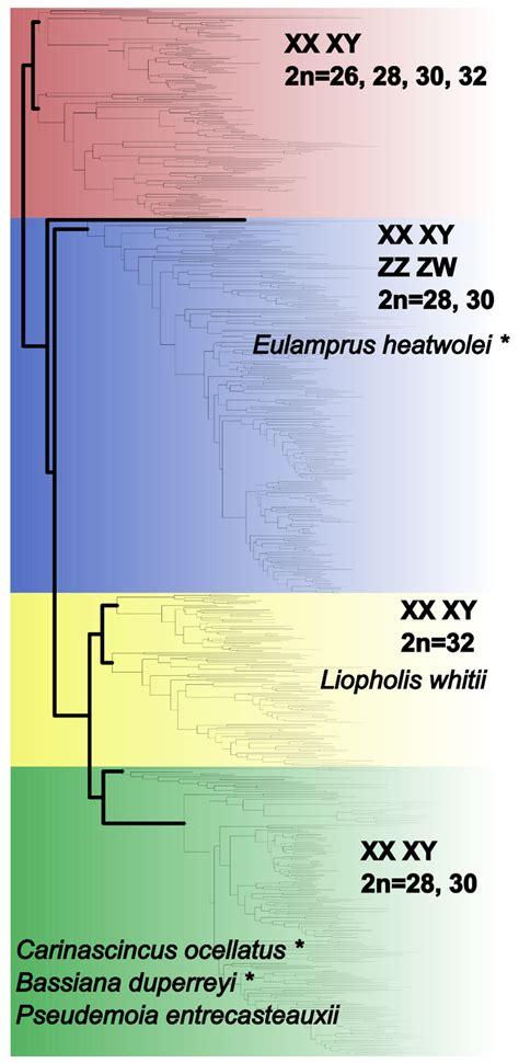 Cells Free Full Text Differences In Homomorphic Sex Chromosomes Are