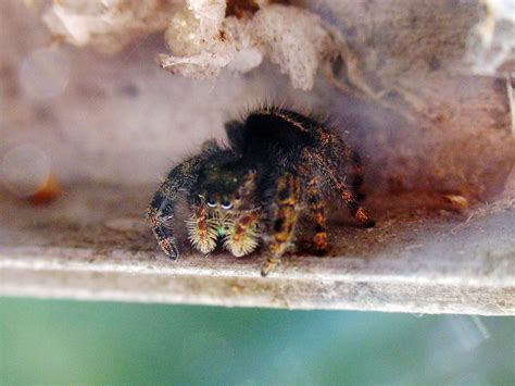 Daring Jumping Spider Phidippus Audax Dann Thombs Flickr