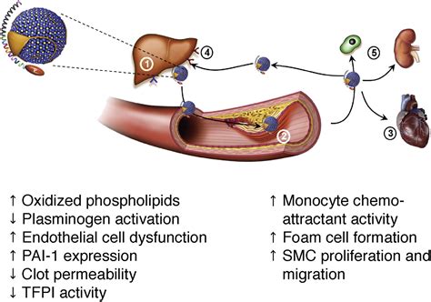 Effect Of Alirocumab A Monoclonal Proprotein Convertase Subtilisin