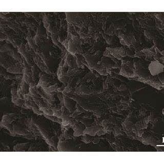 Sem Micrographs Of Fracture Surface Of Cured Egde Sf Adhesives