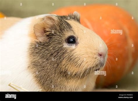 Guinea Pig Funny Hi Res Stock Photography And Images Alamy