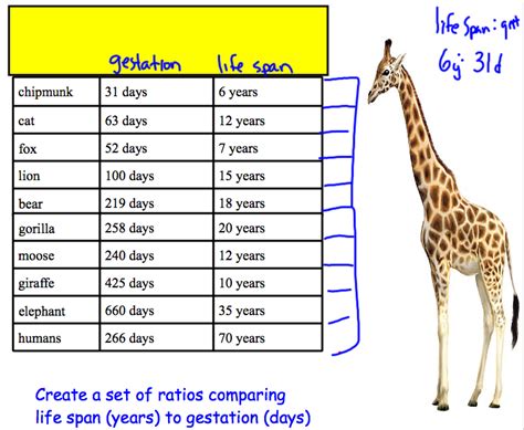 Off The Hypotenuse: Teaching Ratios: Gestation to Life Span