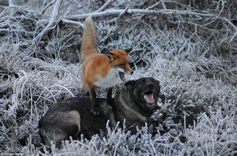 The adorable and unlikely friendship between a fox and a dog that's ...