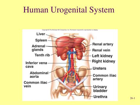 Ppt Human Urogenital System Powerpoint Presentation Id 147758