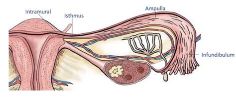 Histology Female Reproduction The Uterine Tubes Flashcards Quizlet