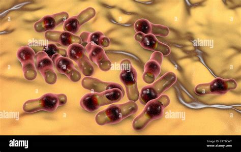 Clostridium bacteria, computer illustration. Clostridia are spore ...