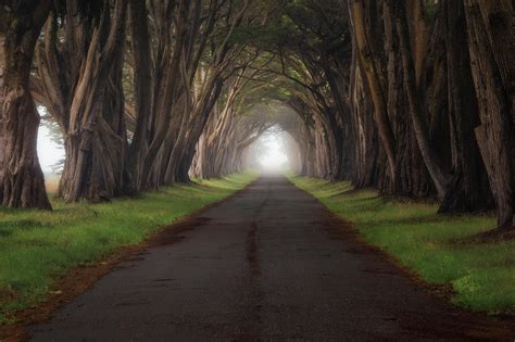 Wallpaper Sunlight Trees Landscape Forest Nature Grass Road