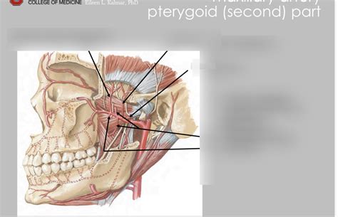 Second Part Of Maxillary Artery Diagram Quizlet