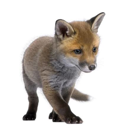 Newborn Fox Cubs