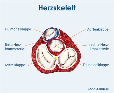 Herzklappen Definition Und Funktion Medi Karriere