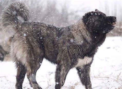 Berger Du Caucase Chats Et Chiens